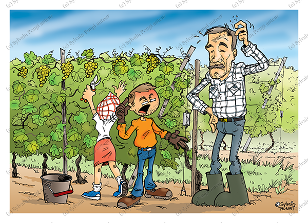 vigne trop haute