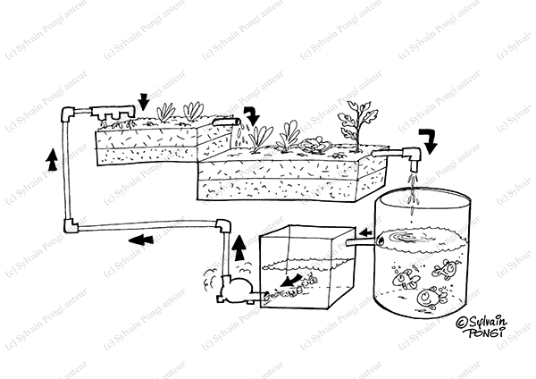 aquaponie