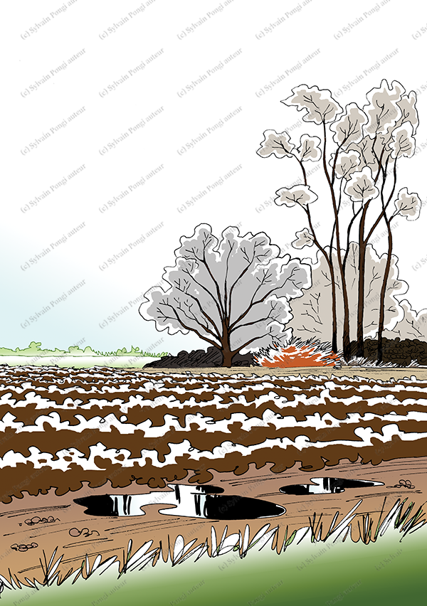 paysage champ