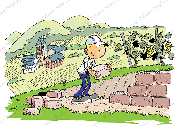 vignoble