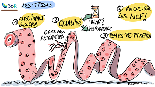 tissus cellulaires