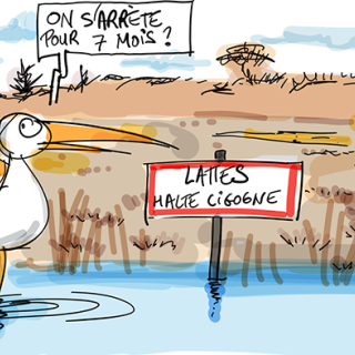 dessin en direct